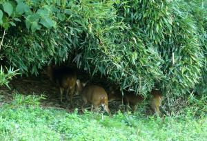 Muntjac de Reeves