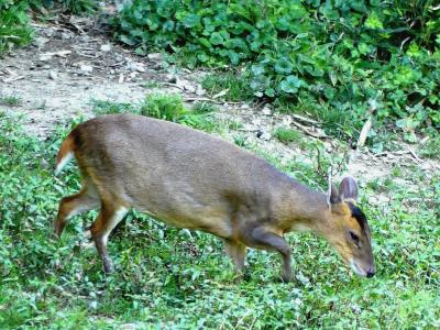 Muntjac de Reeves - 2019