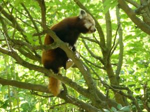 Panda roux