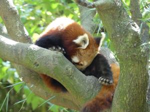 Panda roux