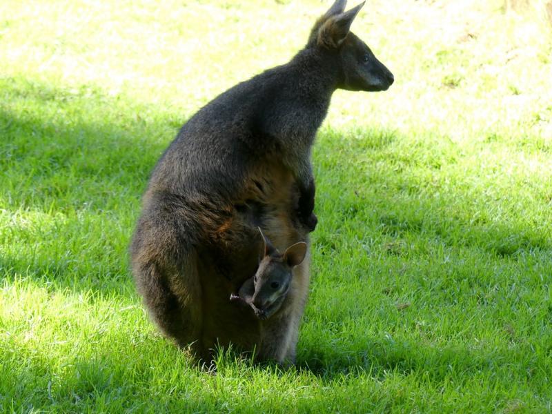 Wallaby bicolor