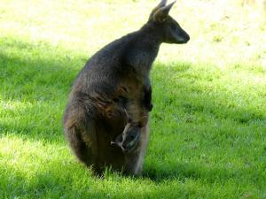 Wallaby bicolor