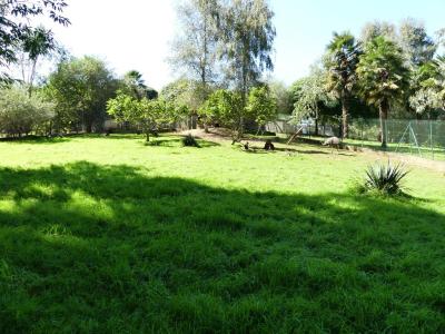 Wallaby bicolor - Emeu - 2019