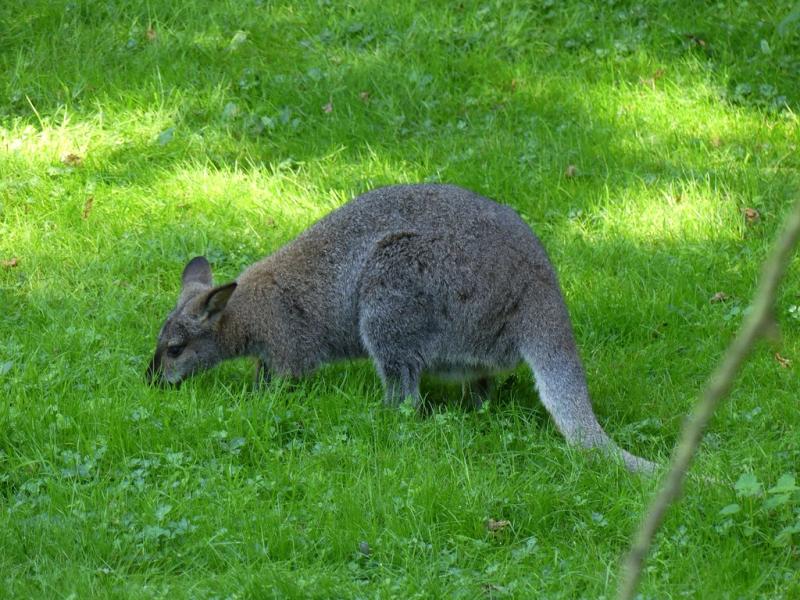 Wallaby de Bennett