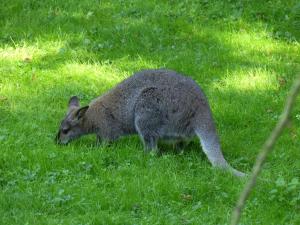 Wallaby de Bennett