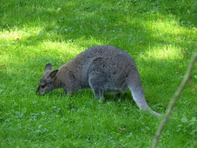 Wallaby de Bennett - 2019