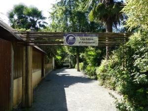 Tamarins