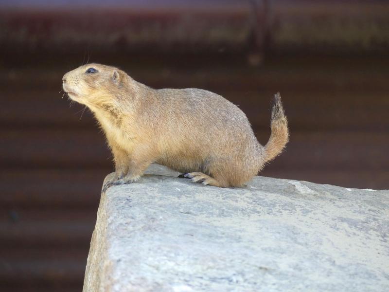 Chien de prairie