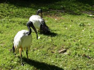 Ibis sacré