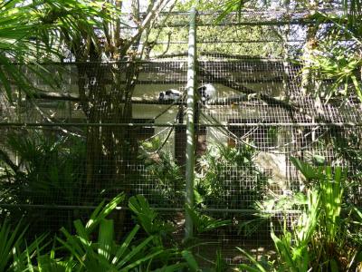 Lémur vari blanc et noir - 2019