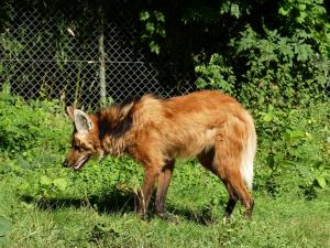 Loup à crinière