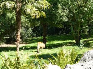 Loup à crinière