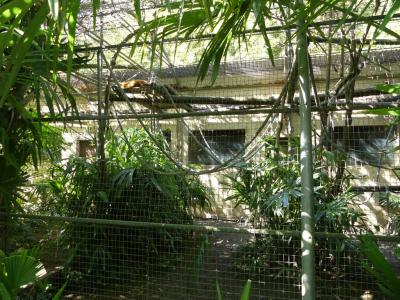 Maki à front roux - 2019