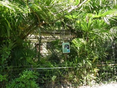 Maki vari roux - 2019