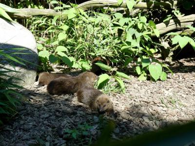 Mangouste brune - 2019