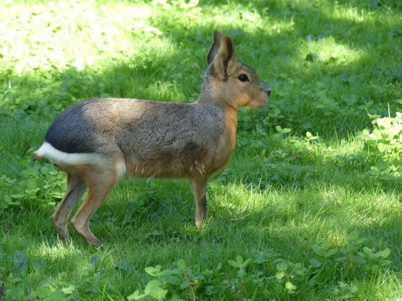 Mara