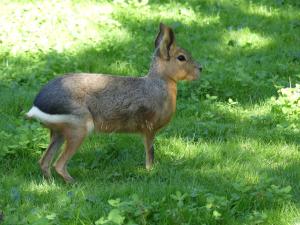Mara