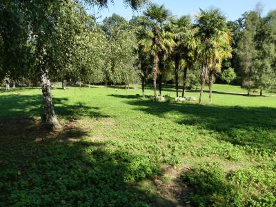 Wallaby de Bennett - Mara - 2019