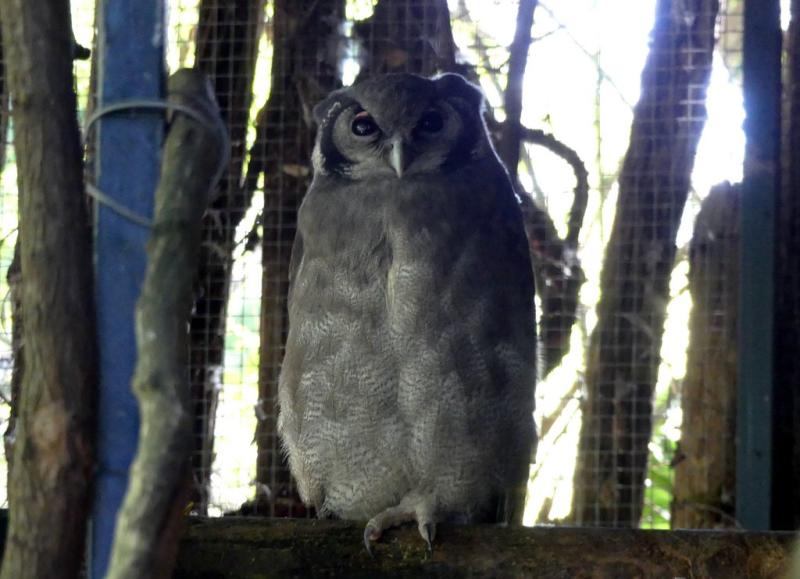Grand duc de Verreaux
