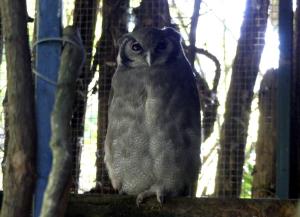 Grand duc de Verreaux
