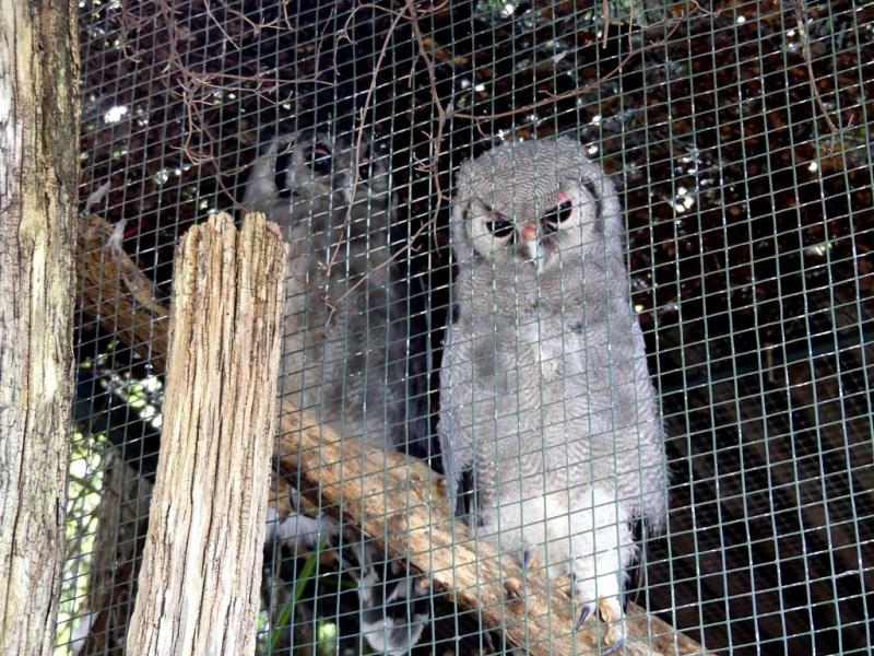 Grand duc de Verreaux