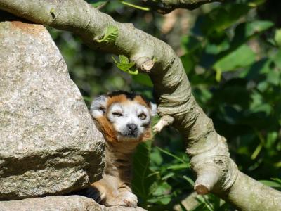 Lémur couronné - 2019