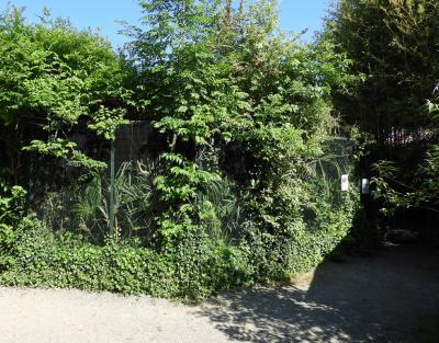 Loriquet de Johnstone - 2019