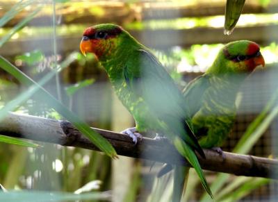 Loriquet de Johnstone - 2019