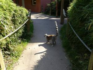 Maki catta