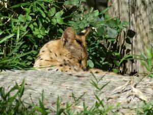Serval