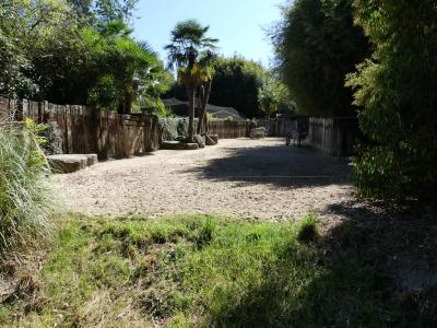 Zèbre de Burchell - 2019