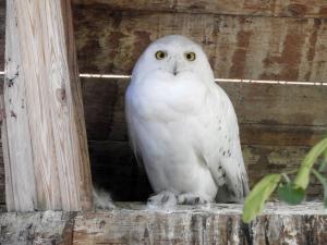 Harfang des neiges