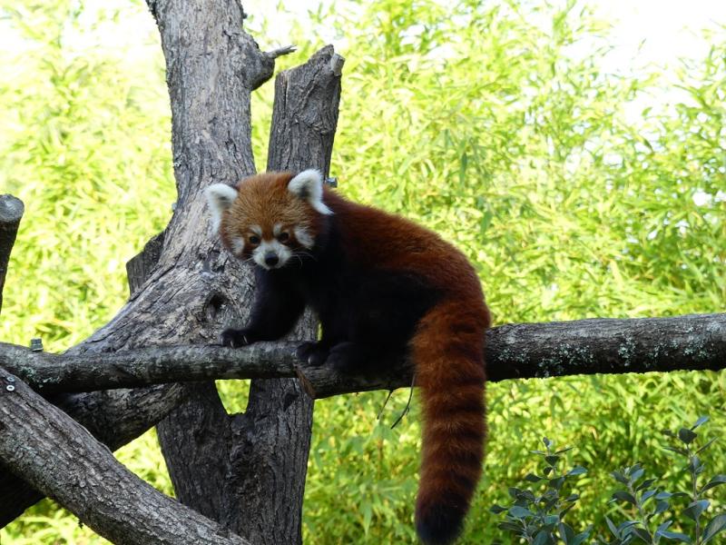 Panda roux