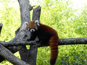 Panda roux