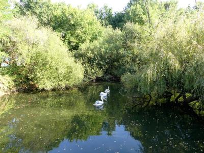 Pélican frisé - 2022