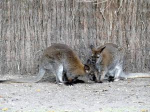 Wallaby de Bennett