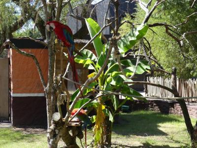 Tortue des Seychelles - Ara chloroptère - 2022