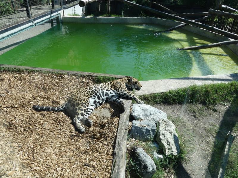 Jaguar