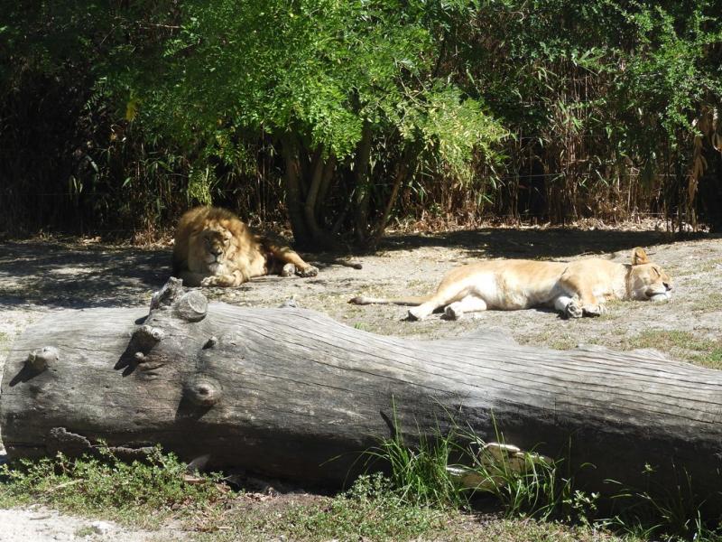 Lion d'Afrique