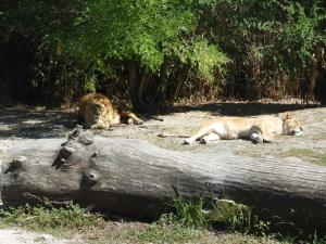 Lion d'Afrique