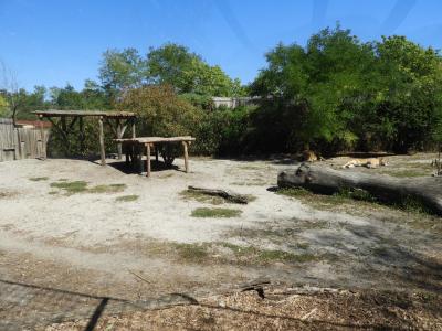 Lion d'Afrique - 2022