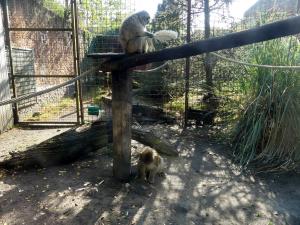 Macaque de Barbarie