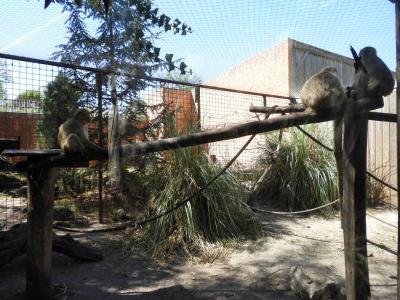 Macaque de Barbarie - 2022