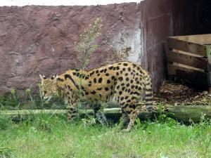 Serval
