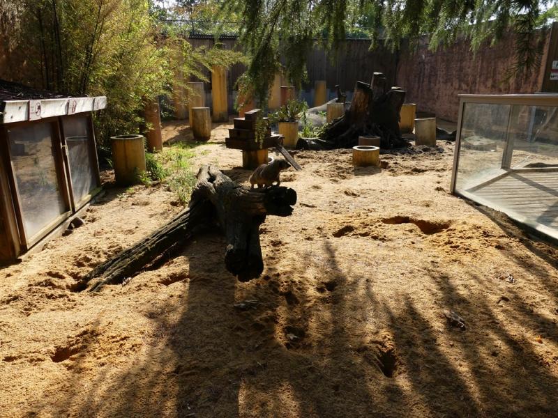 Suricate