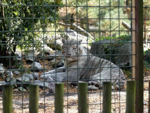 Tigre blanc