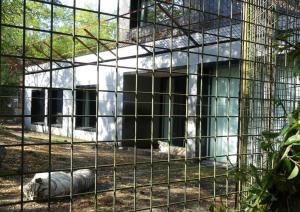 Tigre blanc