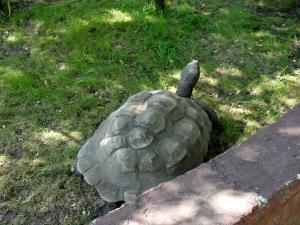 Tortue des Seychelles