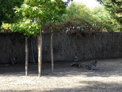 Wallaby de Bennett - 2022