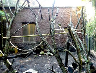 Agouti - Ouistiti à pinceaux blancs - 2022